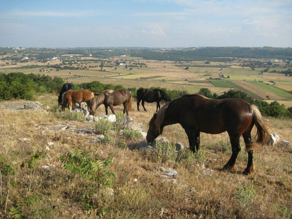 Le Dimore Della Via Lattea Alberobello Buitenkant foto